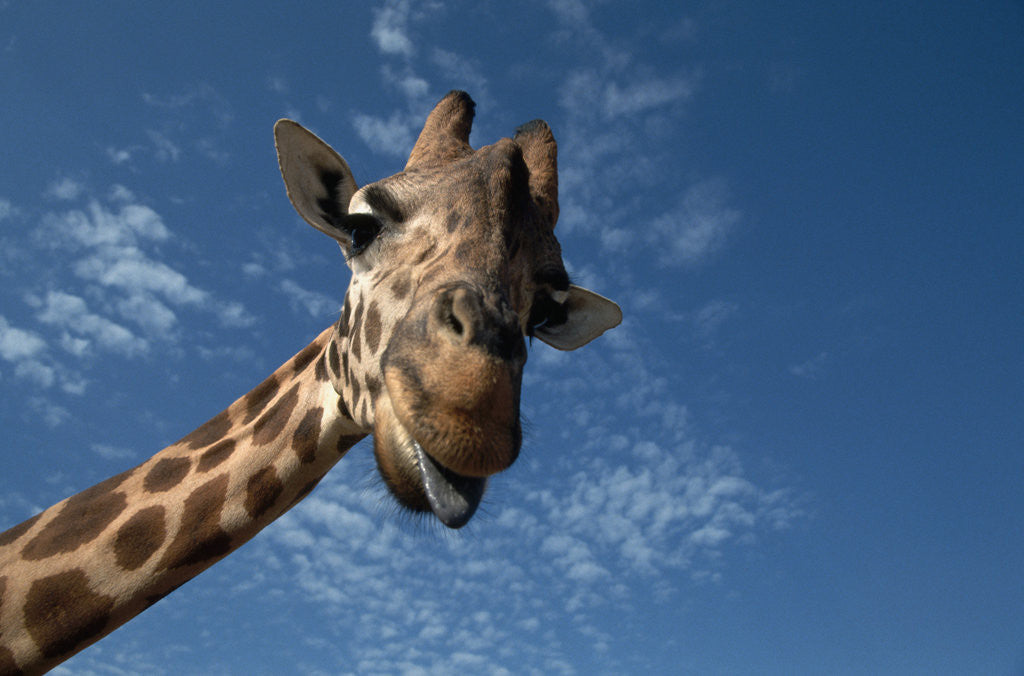 Detail of Giraffe by Anonymous