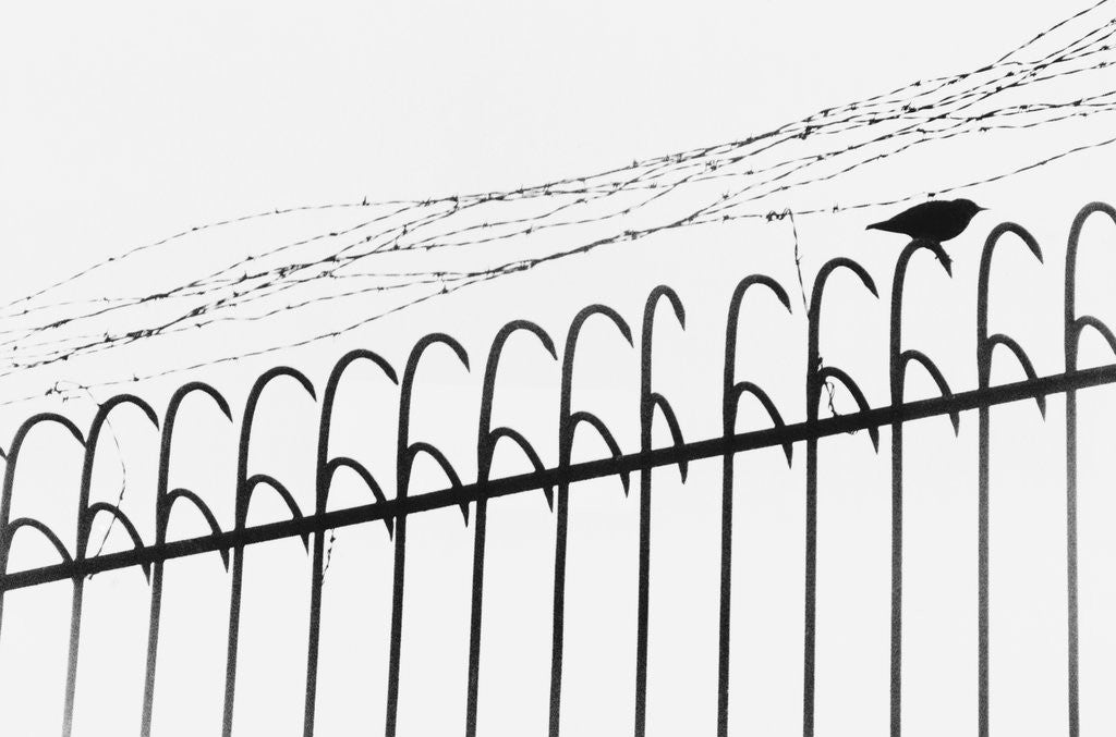 Detail of Bird on a Fence by Anonymous