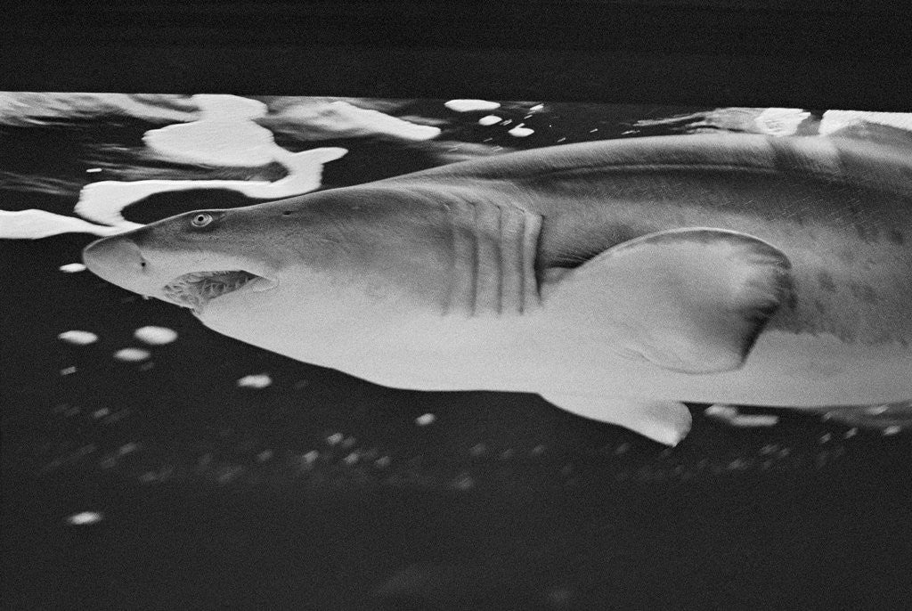 Detail of Tiger Shark by Anonymous