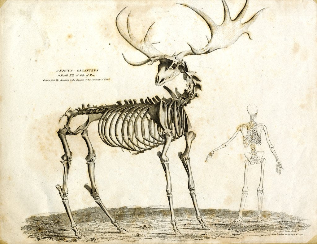 Detail of Cervus Giganteus or fossil elk of the Isle of Man by W. H. Lizars