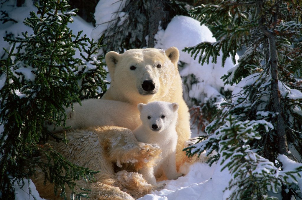 Detail of Motherly love by @wildmanrouse