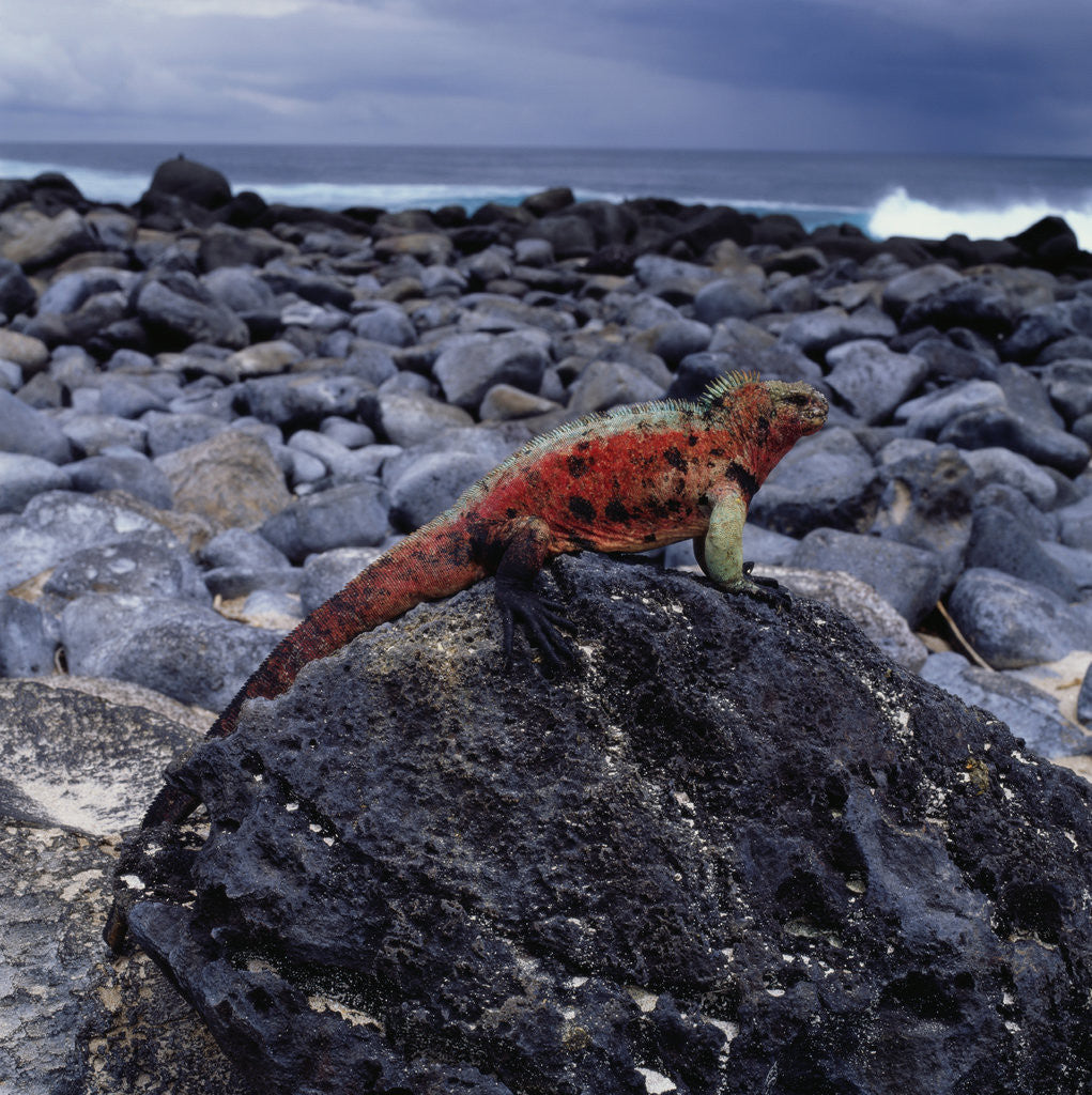 Detail of Marine Iguana on Coastal Rocks by Anonymous
