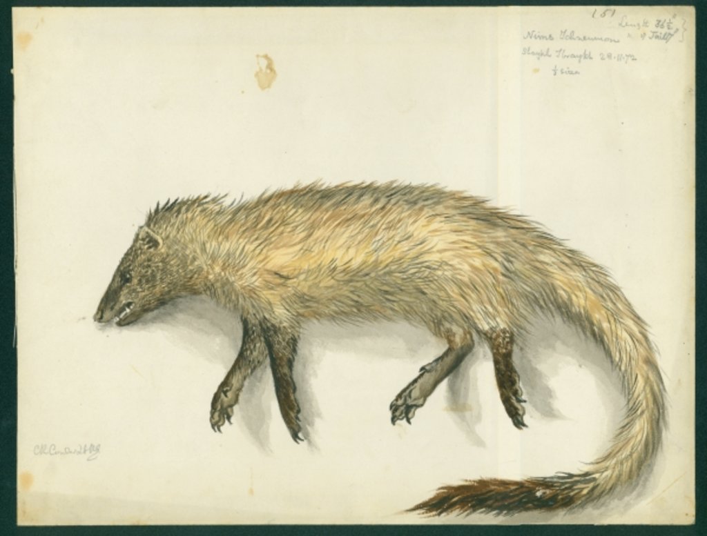 Detail of Mongoose, 1872 by Claude Conder