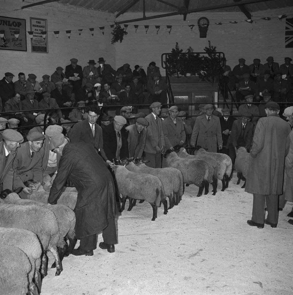Detail of Ballasalla Christmas Stock Show by Manx Press Pictures