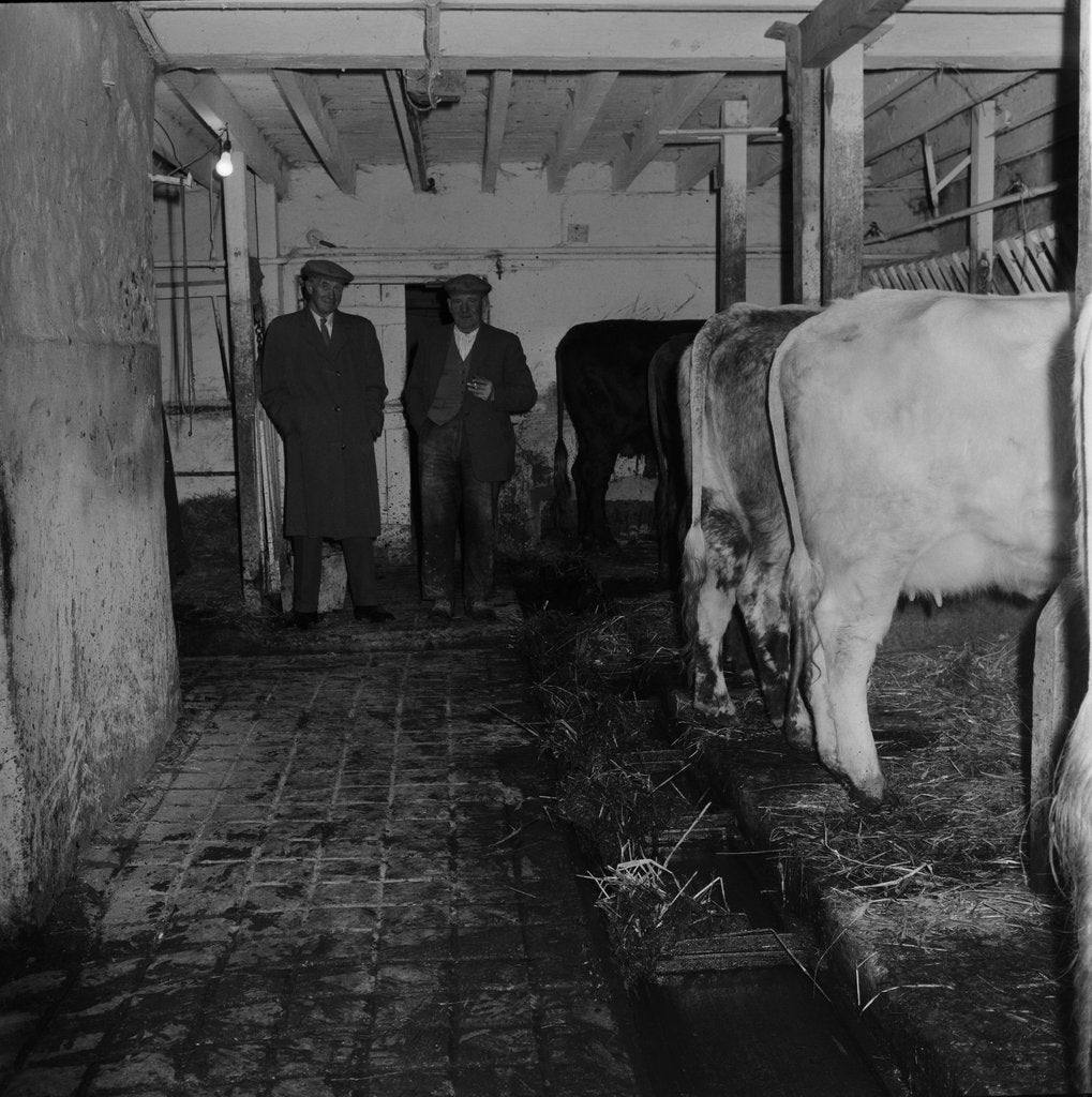Detail of Mucking-out cows at Ballabeg by Manx Press Pictures
