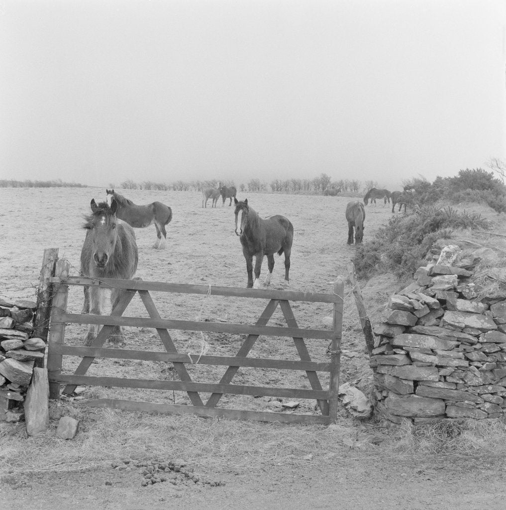 Detail of Tram horses at the Gooseneck, Isle of Man by Manx Press Pictures
