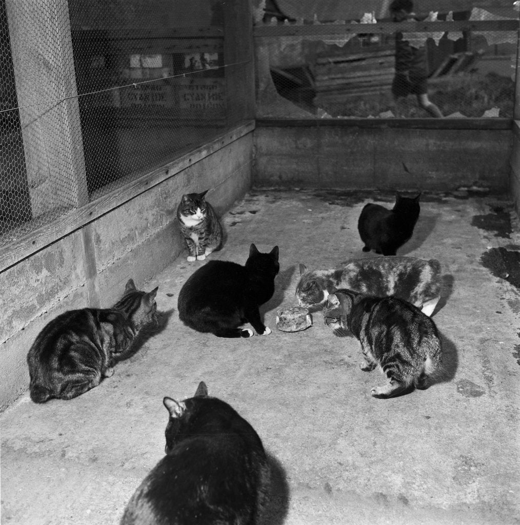 Detail of Manx cats at Knockaloe Experimental Farm by Manx Press Pictures