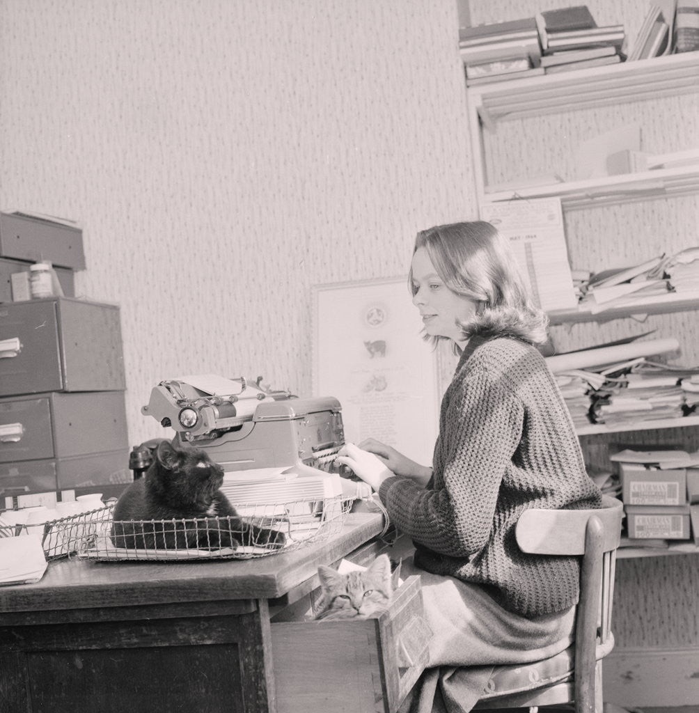 Detail of Manx cat goes away', Government Office by Manx Press Pictures