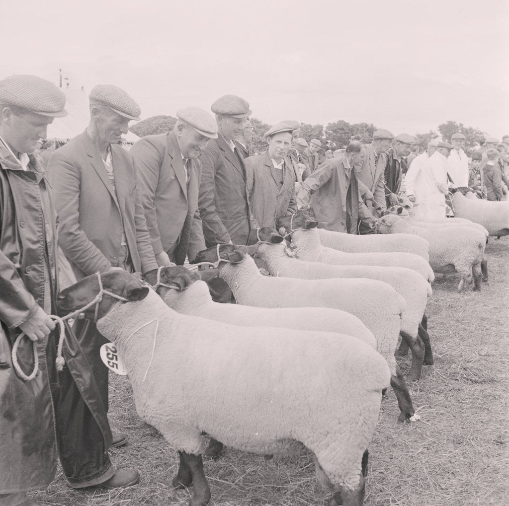 Detail of Southern Agricultural Show by Manx Press Pictures