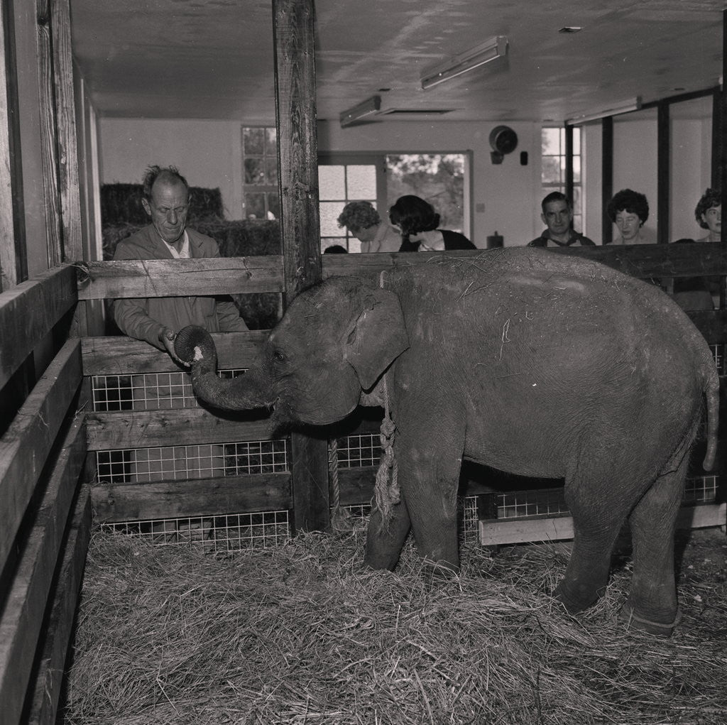 Detail of Elephant at Curraghs Wildlife Park by Manx Press Pictures