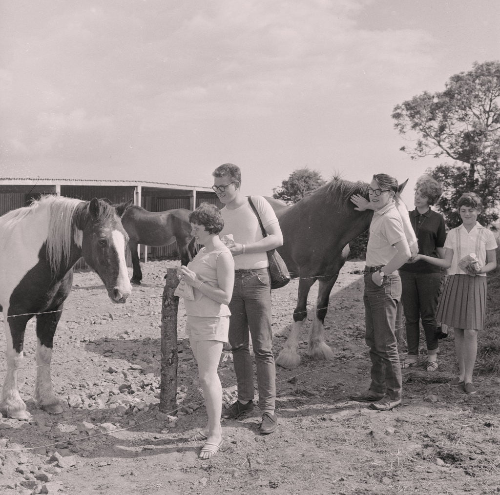 Detail of Old Horses Open Day by Manx Press Pictures