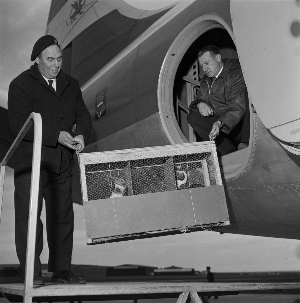 Detail of Arrival of penguins, Ronaldsway by Manx Press Pictures