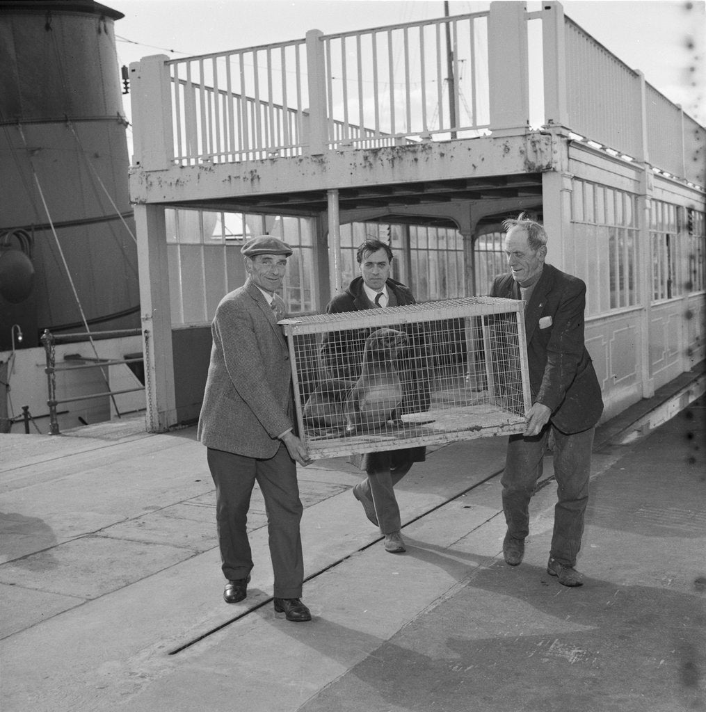 Detail of Animals arrive at Douglas Pier for Isle of Man Wildlife Park by Manx Press Pictures