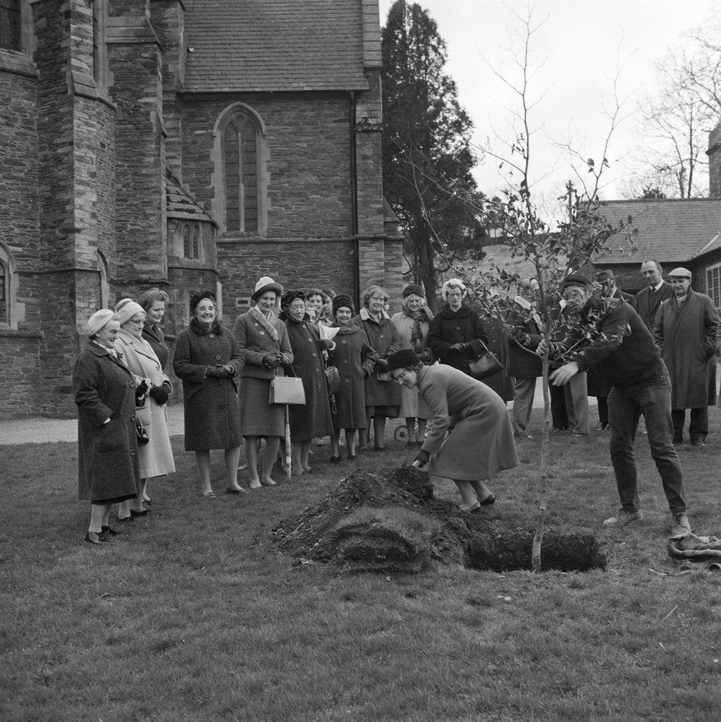 Detail of Women's Institute tree planting, Braddan by Manx Press Pictures