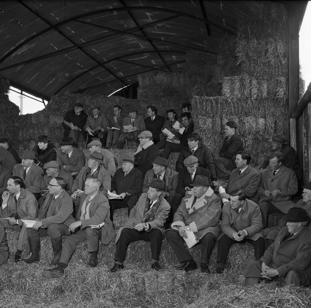 Detail of Oatlands Farm shorthorn demonstration, Isle of Man by Manx Press Pictures