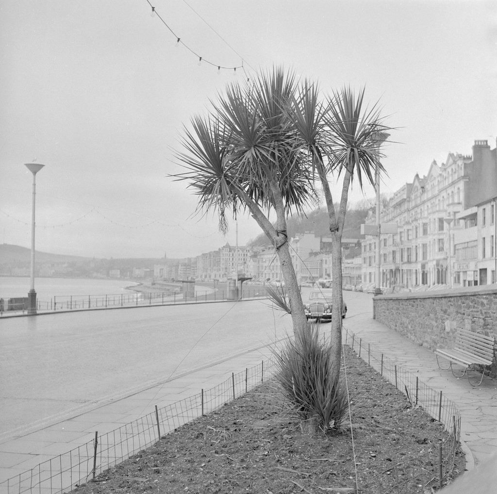 Detail of Palm tree at Derby Castle, Douglas by Manx Press Pictures