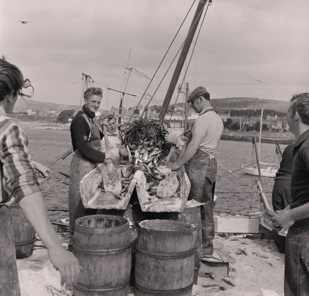 Detail of Herring being salted for export by Manx Press Pictures