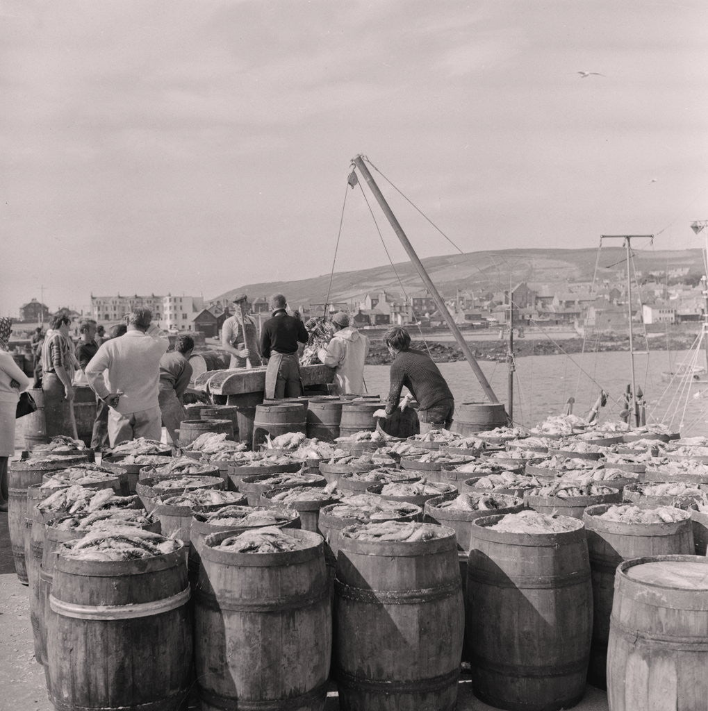 Detail of Herring being salted for export by Manx Press Pictures