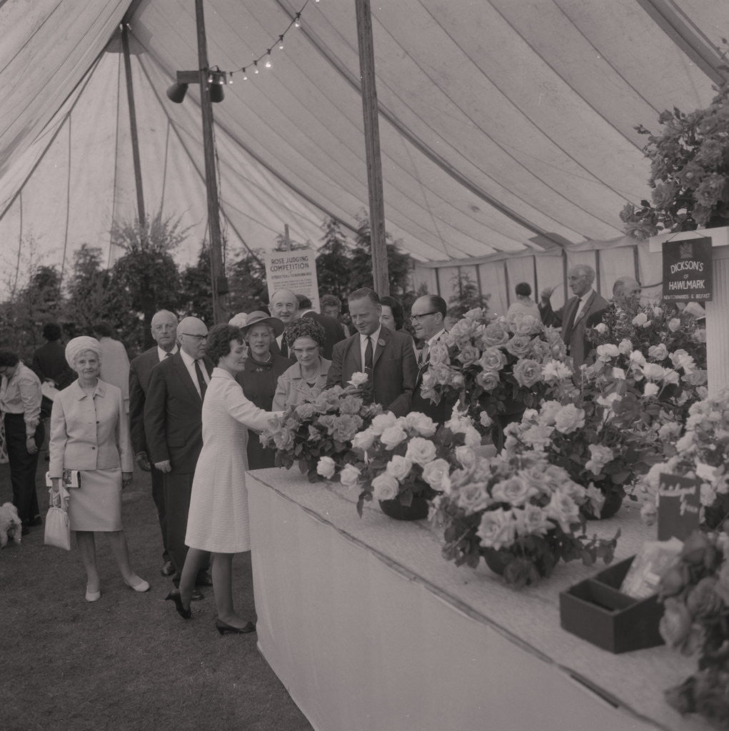 Detail of Rose Show, Villa Marina by Manx Press Pictures