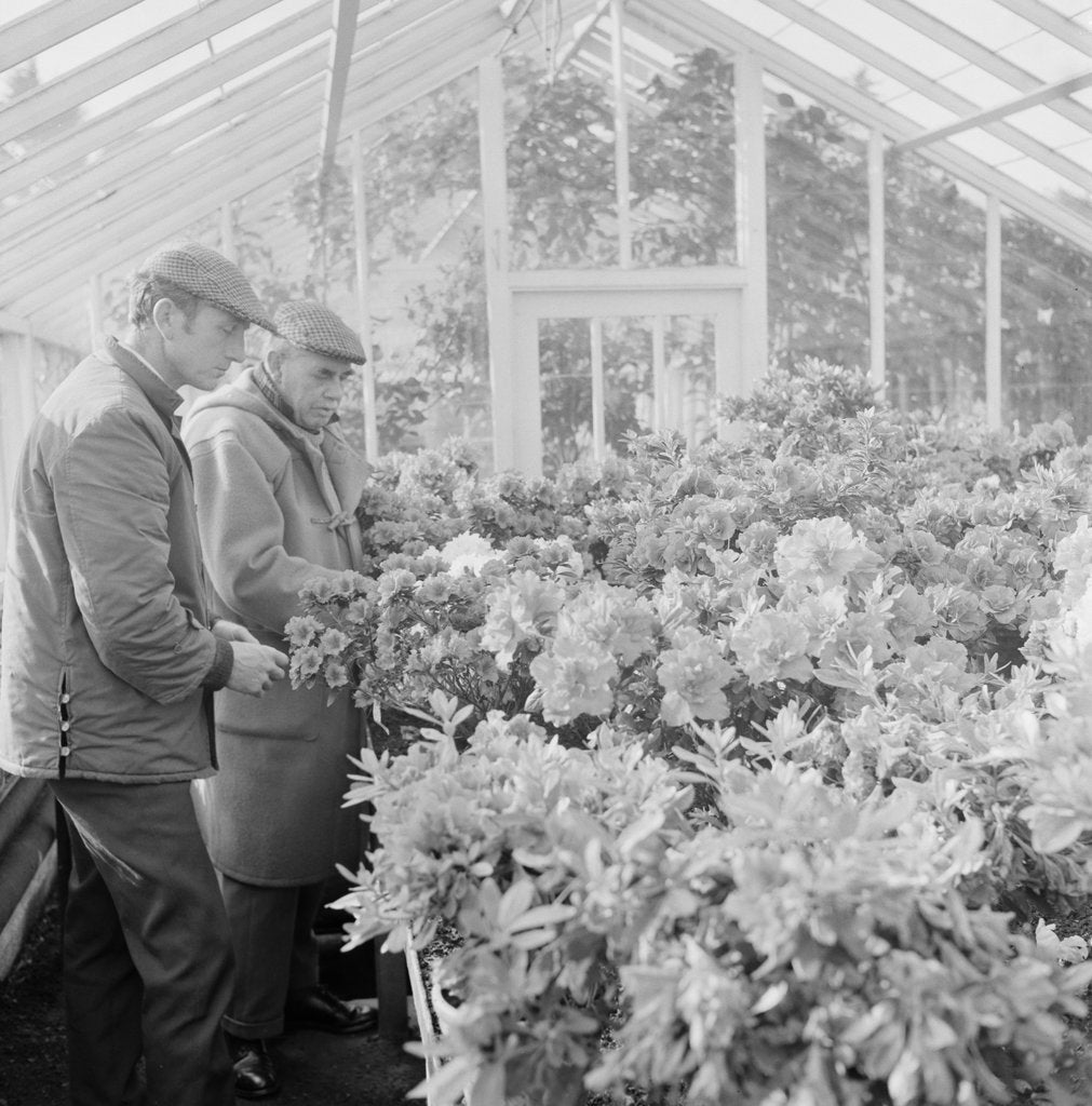 Detail of Corporation Nurseries, Ballaughton by Manx Press Pictures