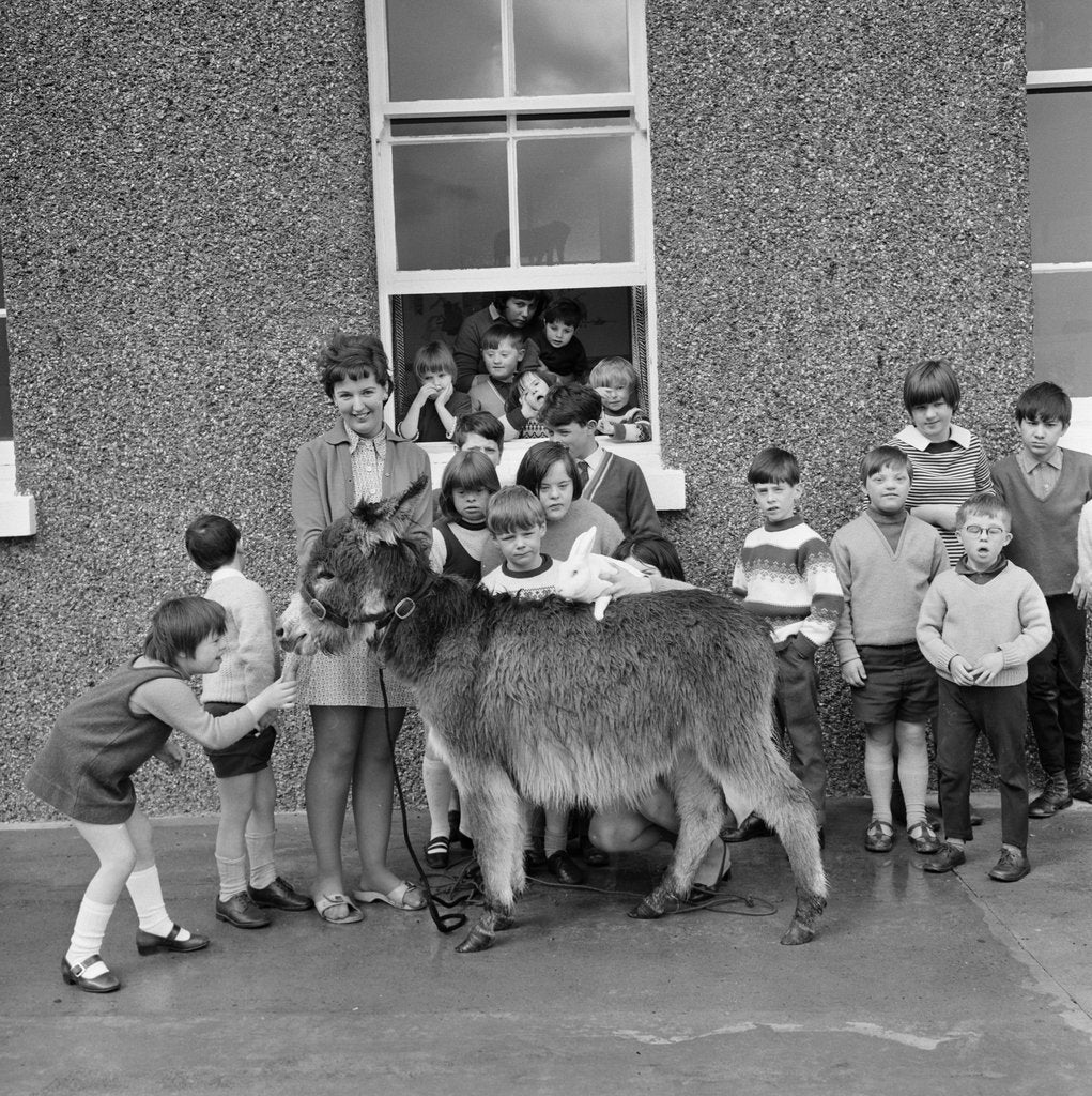 Detail of Donkey with children, Isle of Man by Manx Press Pictures