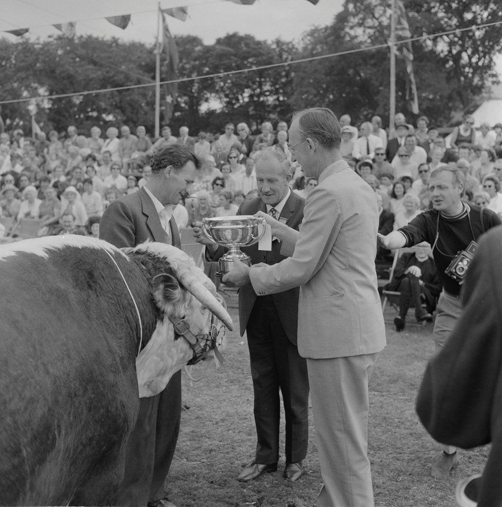 Detail of Royal Manx Show by Manx Press Pictures