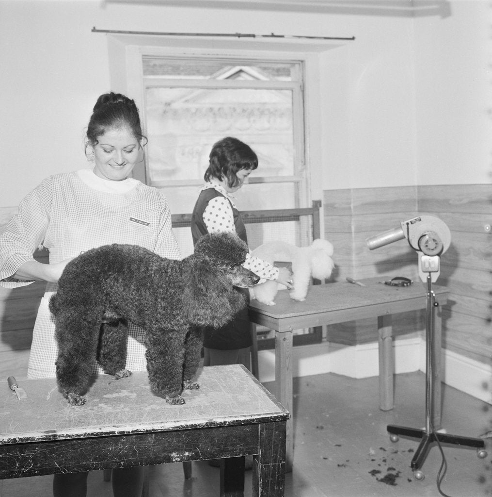 Detail of Blacks pet parlour by Manx Press Pictures