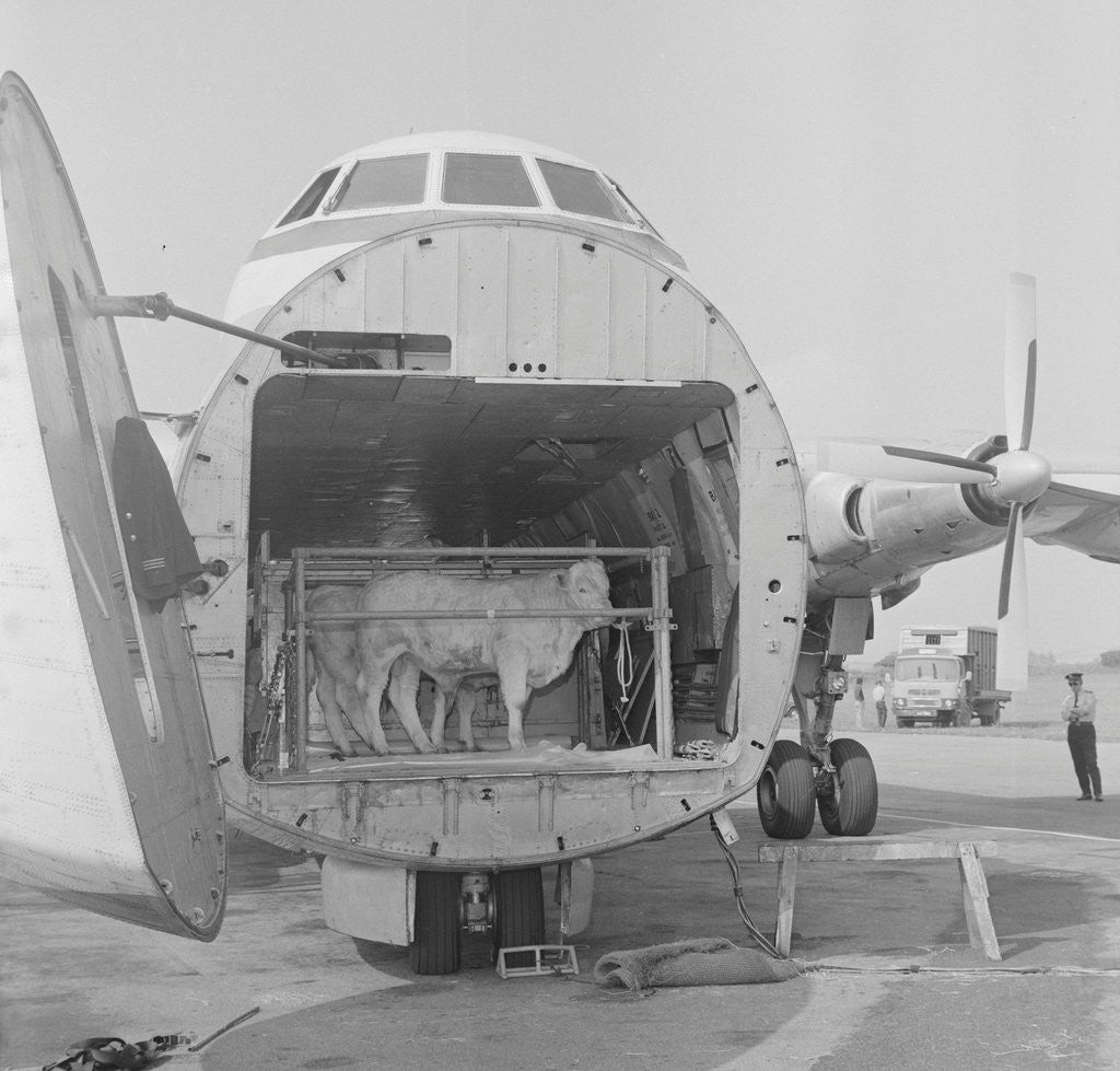 Detail of Loading cattle at Ronaldsway Airport by Manx Press Pictures