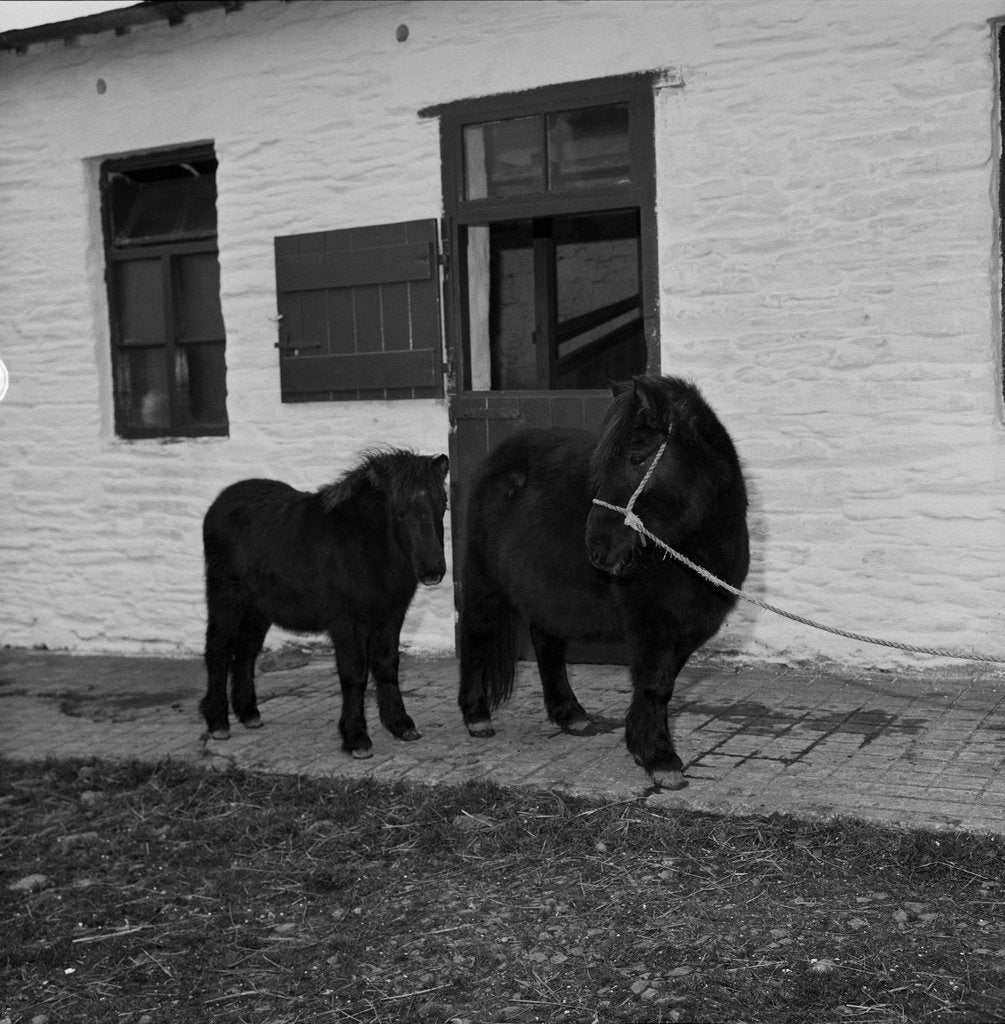 Detail of Donkeys at Horses Home, Isle of Man by Manx Press Pictures
