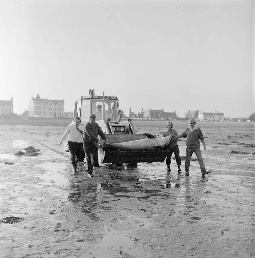 Detail of Dolphin rescue, Derbyhaven by Manx Press Pictures
