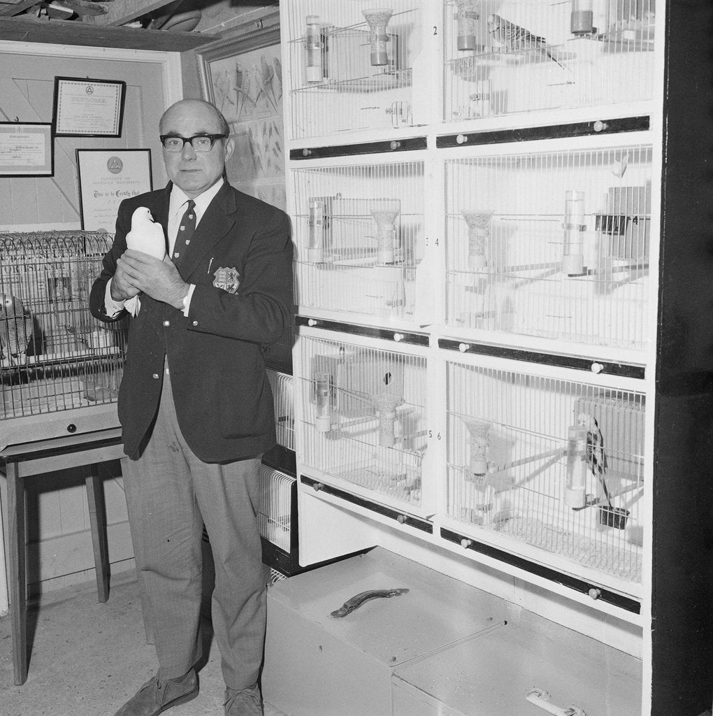 Detail of Birds in aviary, Onchan by Manx Press Pictures