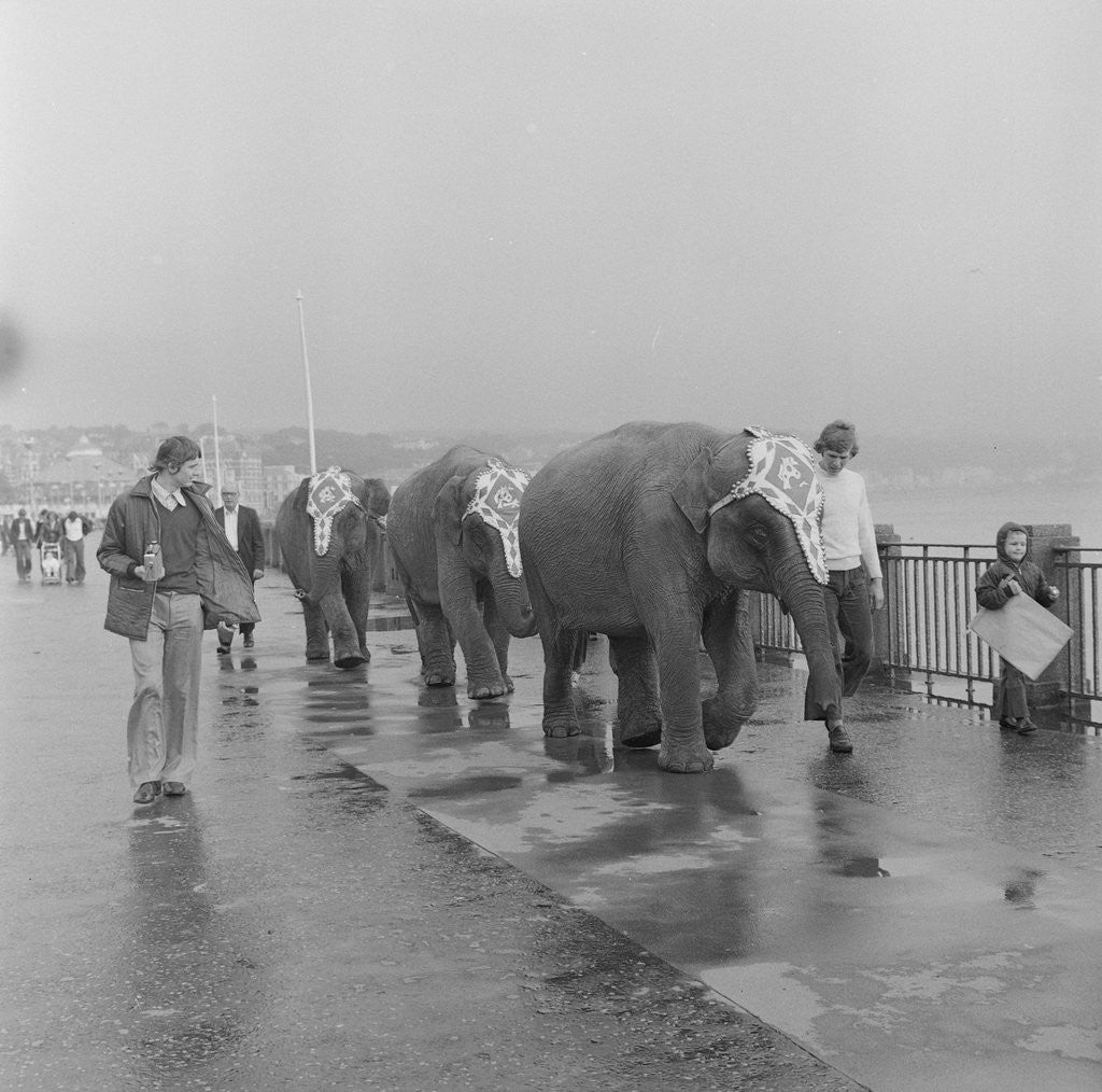 Detail of Circus elephants on Douglas Promenade by Manx Press Pictures
