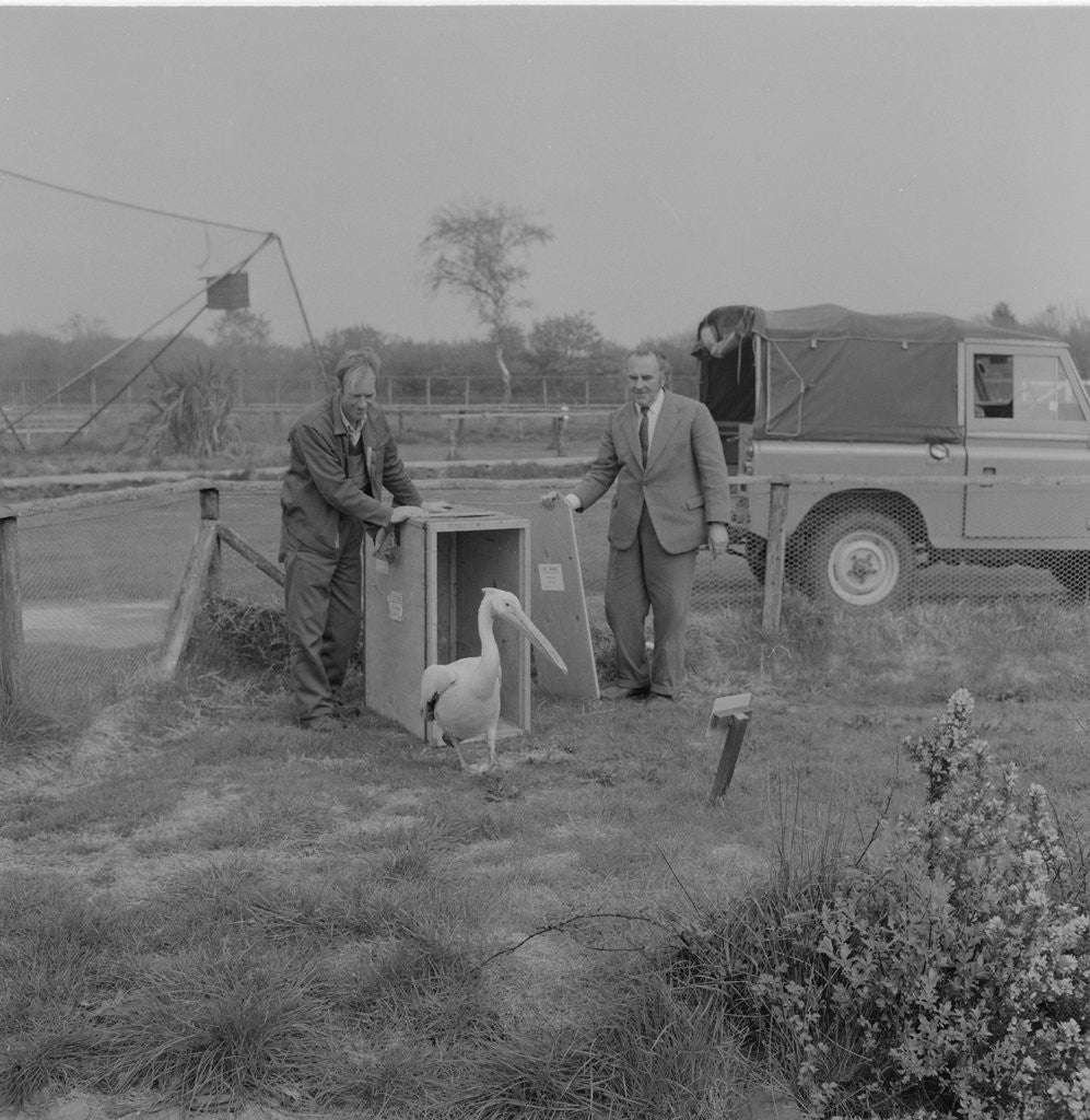 Detail of Pelican at Curraghs Wildlife Park by Manx Press Pictures