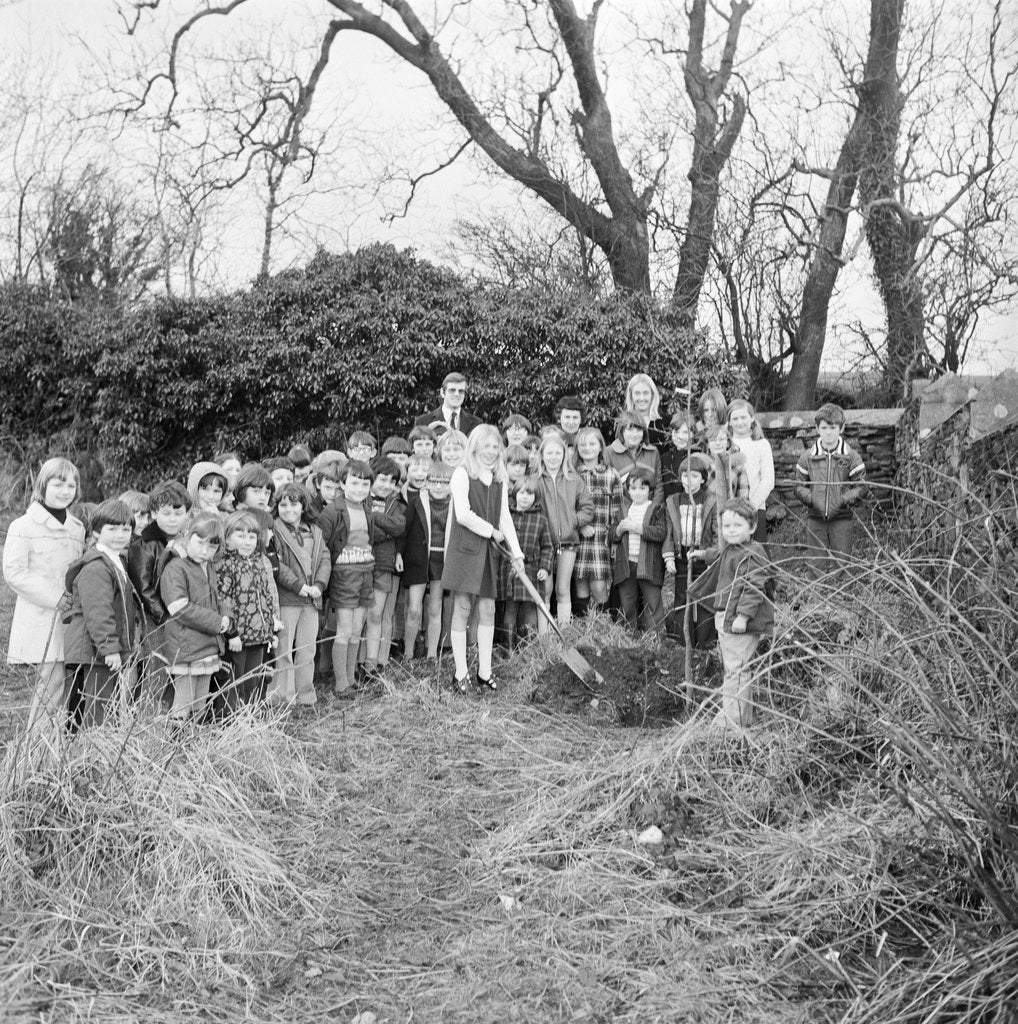Detail of Kewaigue tree planting by Manx Press Pictures