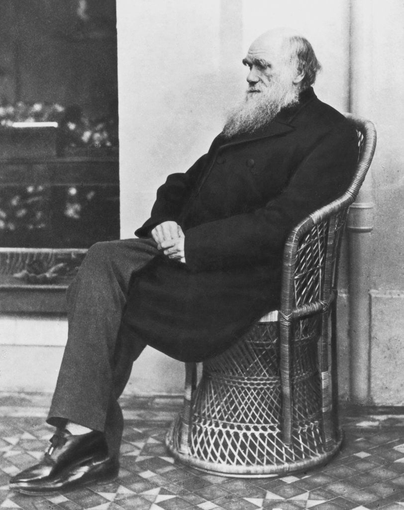 Detail of Naturalist Charles Darwin Seated by Anonymous