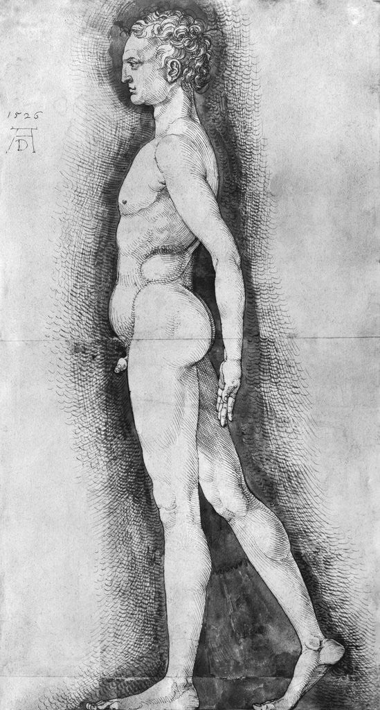 Detail of Albrecht Durer Study of Male Anatomy by Anonymous