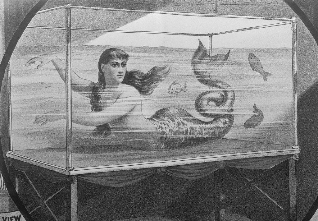 Detail of Mermaid Swimming in Tank by Anonymous