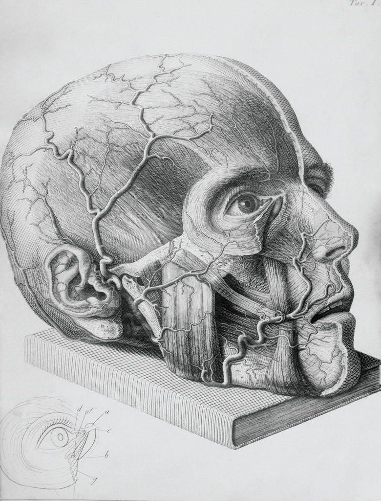 Detail of Illustration of Dissected Head by Anonymous
