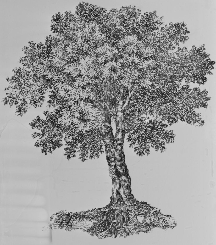 Detail of Tree Engraving by Anonymous