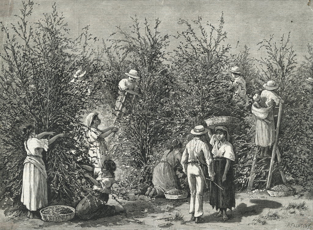 Detail of Workers Picking Ripe Berries from Trees by Anonymous