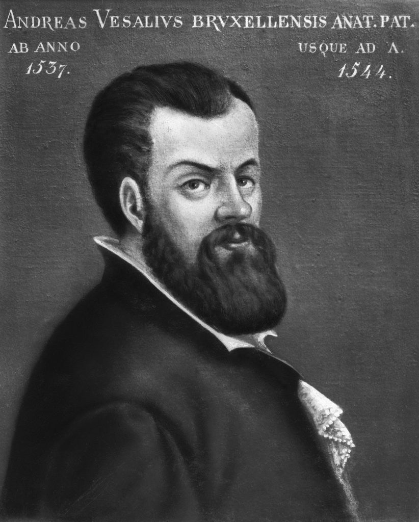 Detail of Portrait of Andreas Vesalius by Anonymous