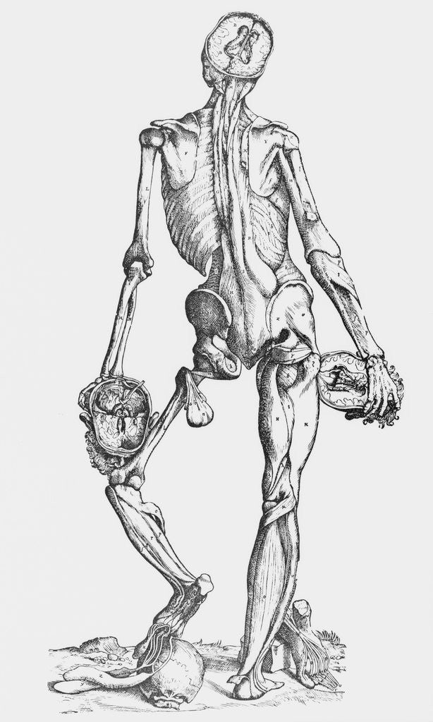 Detail of Woodcut Illustrating Skeleton with Muscles by Corbis