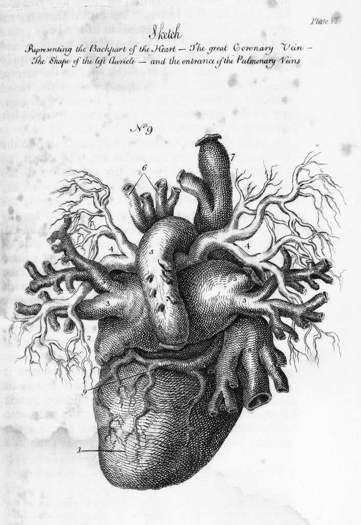 Detail of Illustration of Human Heart by Charles Bell