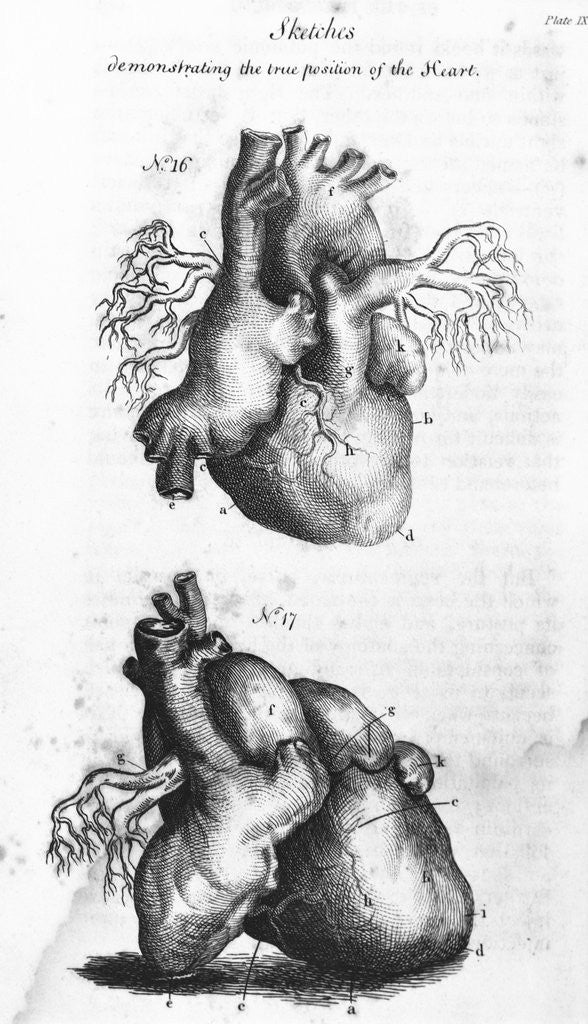 Detail of Engraving of Human Heart by Anonymous