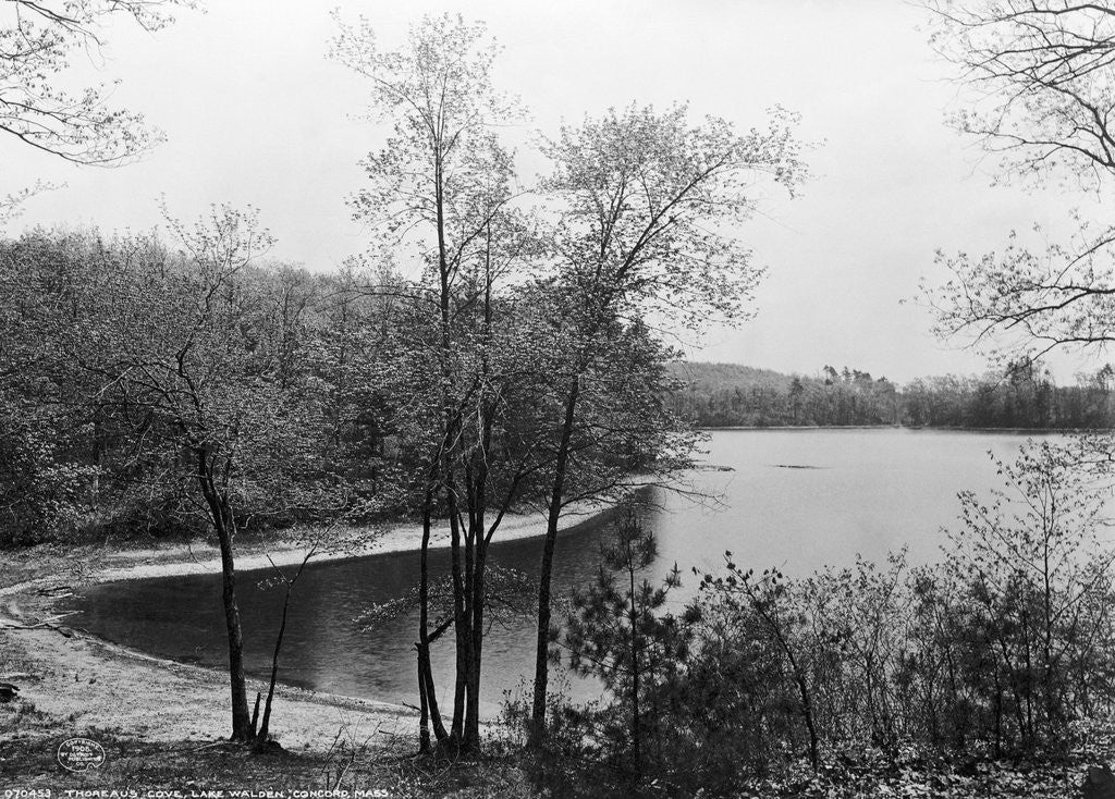 Detail of Walden Pond from Henry David Thoreau's Hut by Anonymous