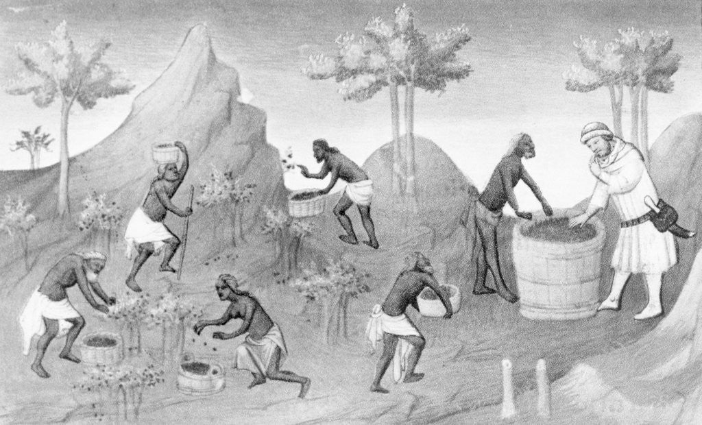 Detail of Illustration of People Harvesting Peppers by Corbis