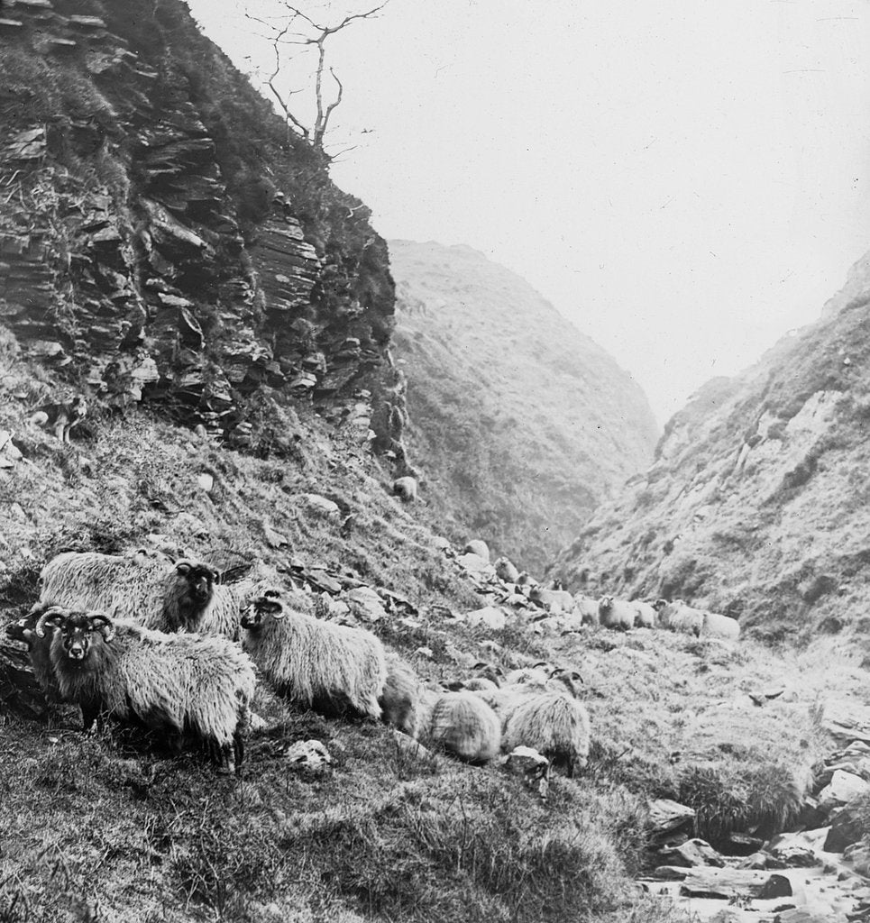 Detail of Sheep on Hillside above the Corrany, Isle of Man by George Bellett Cowen
