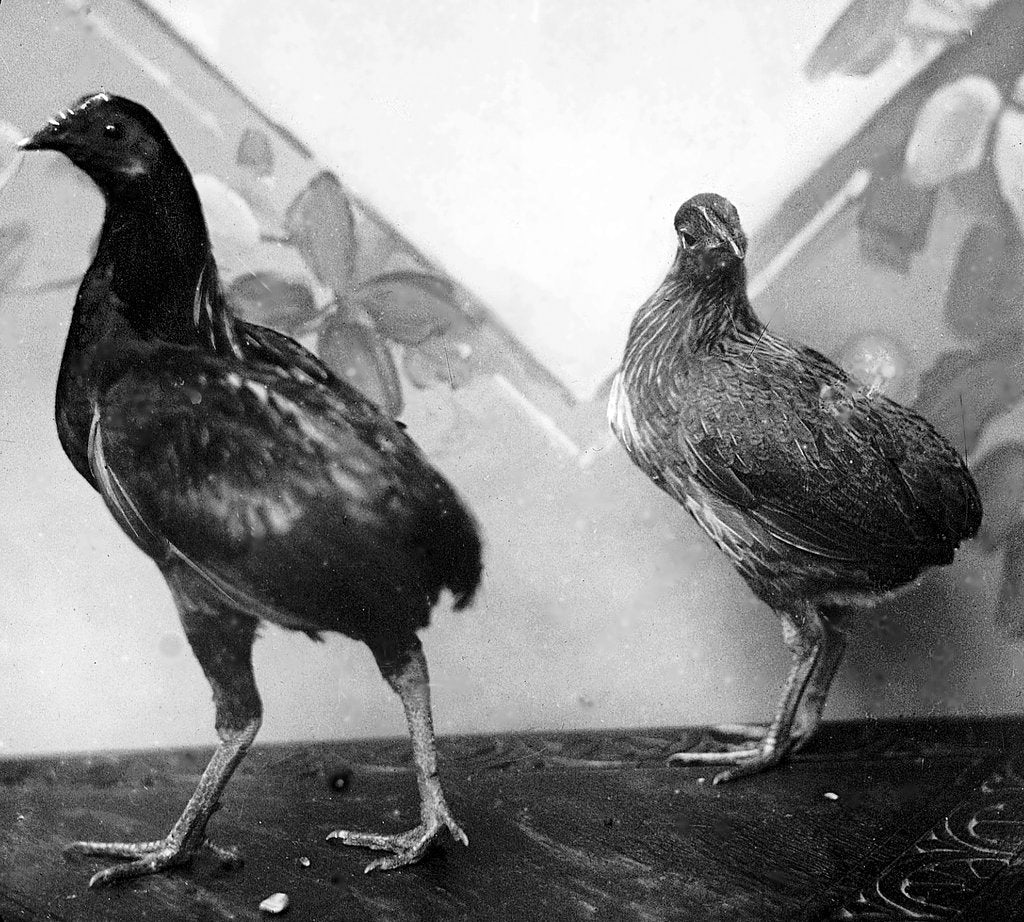 Detail of Manx bantams by George Bellett Cowen