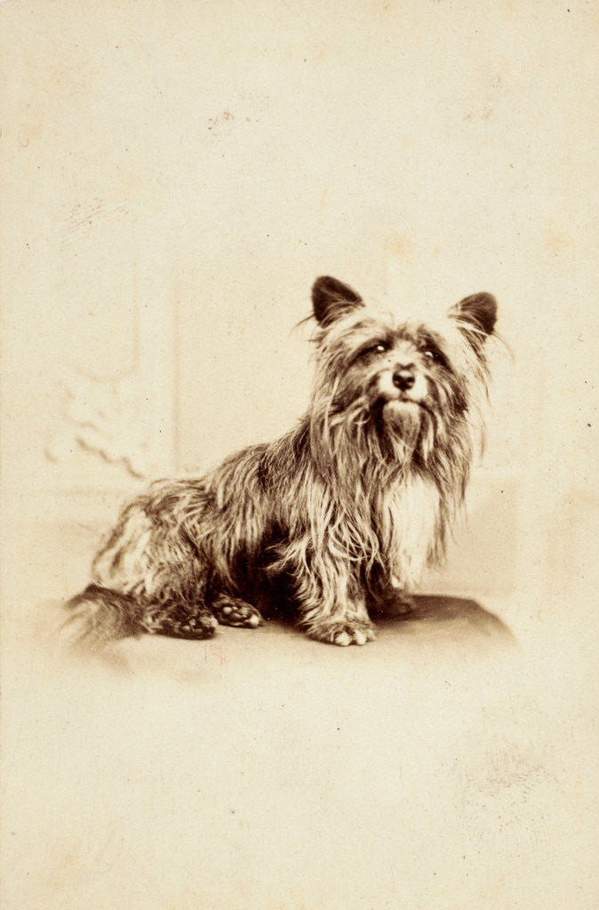 Detail of Greyfriars Bobby by Anonymous