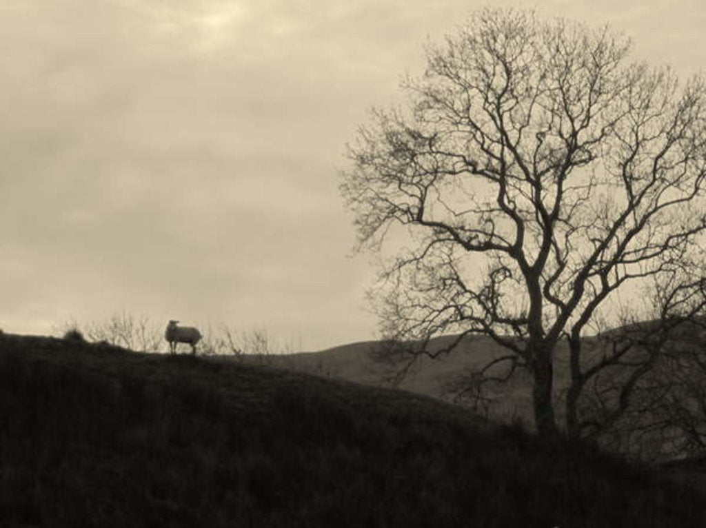 Detail of Kintyre... Plus. 9 by Peter McClure